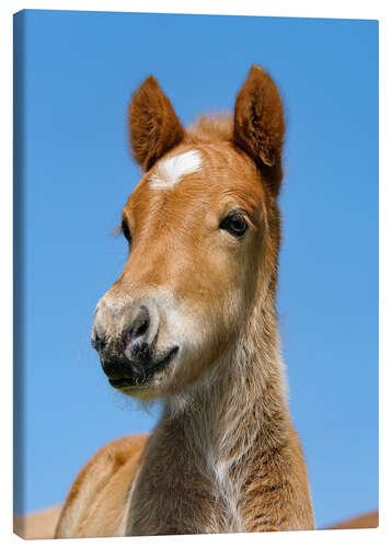 Canvas-taulu Cute Pony foal portrait in front of blue sky