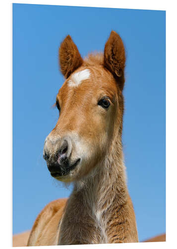 Stampa su PVC Cute Pony foal portrait in front of blue sky