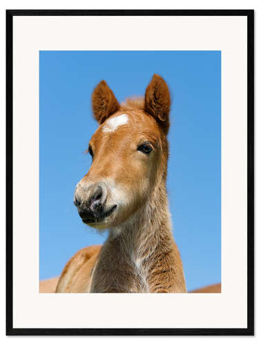 Impresión de arte enmarcada Cute Pony foal portrait in front of blue sky