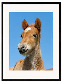 Impression artistique encadrée Cute Pony foal portrait in front of blue sky