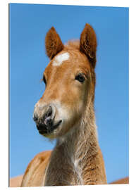 Quadro em plexi-alumínio Cute Pony foal portrait in front of blue sky