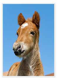 Billede  Cute Pony foal portrait in front of blue sky - Katho Menden