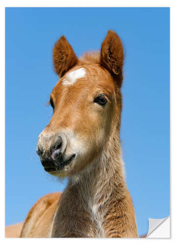 Naklejka na ścianę Cute Pony foal portrait in front of blue sky