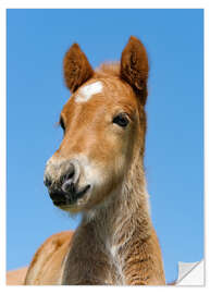 Naklejka na ścianę Cute Pony foal portrait in front of blue sky