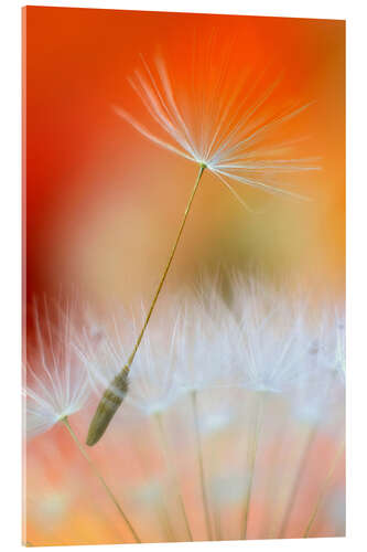 Acrylic print Dandelions poetry