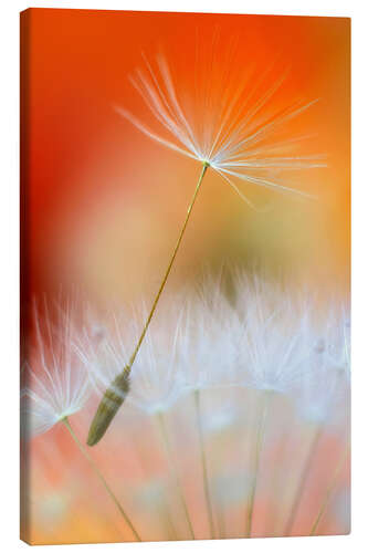 Canvas print Dandelions poetry