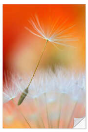 Selvklebende plakat Dandelions poetry