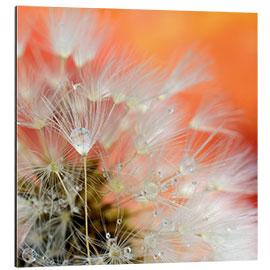 Obraz na aluminium Dandelion magic