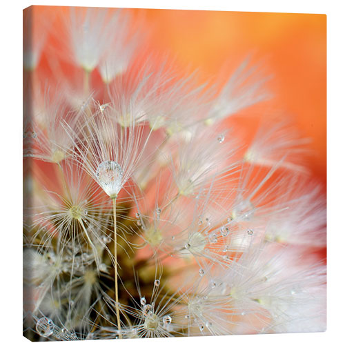 Canvas print Dandelion magic