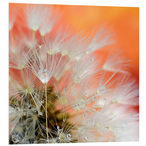 Foam board print Dandelion magic