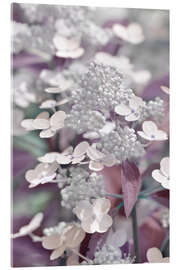 Cuadro de metacrilato hydrangea 