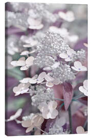 Canvas print hydrangea 