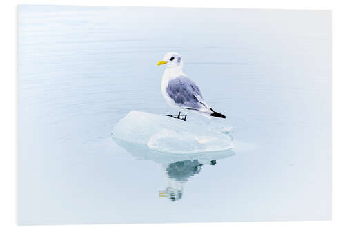 Foam board print Seegull Piece of Glacier