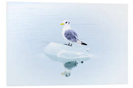 Foam board print Seegull Piece of Glacier