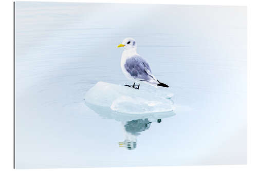 Tableau en plexi-alu Seegull Piece of Glacier