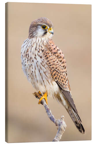 Canvas print Kestrel