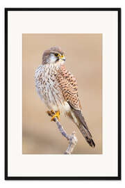 Gerahmter Kunstdruck Turmfalke