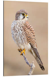 Magnettafel Turmfalke