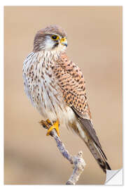 Wall sticker Kestrel