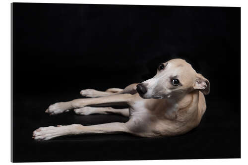 Acrylic print Whippet 3