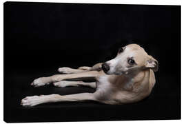 Canvastavla Whippet 3