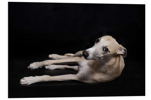 Foam board print Whippet 3