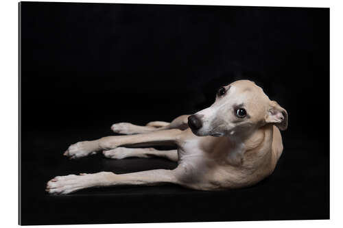 Gallery print Whippet 3