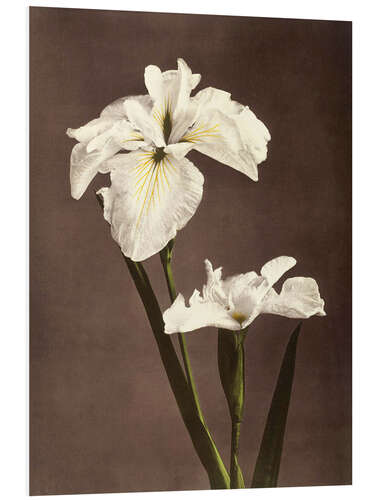 Foam board print iris