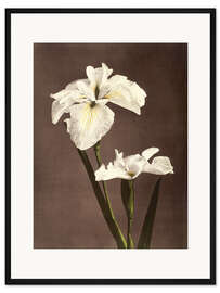 Gerahmter Kunstdruck Iris