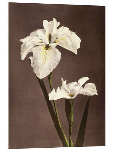 Galleritryck iris