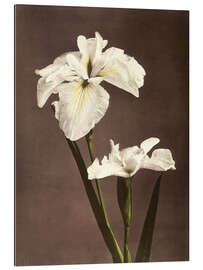 Gallery print iris