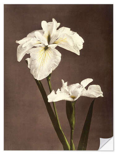 Wandsticker Iris