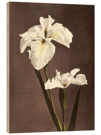 Wood print  iris - Ogawa Kazumasa
