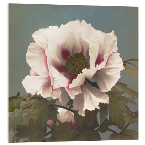 Quadro em acrílico Poppy