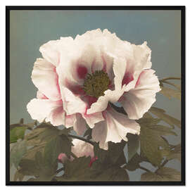 Gerahmter Kunstdruck Mohn