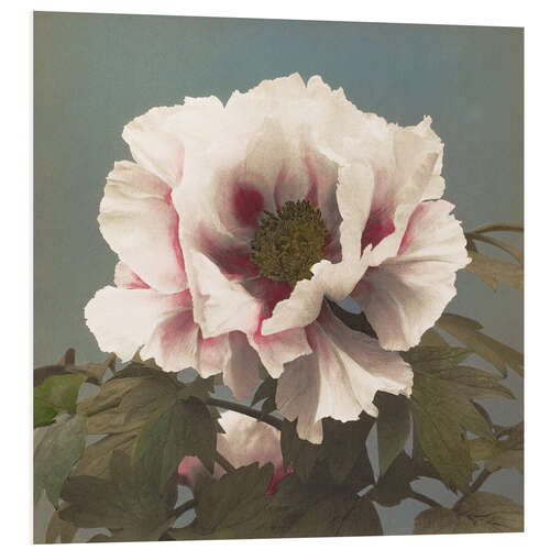 Foam board print Poppy