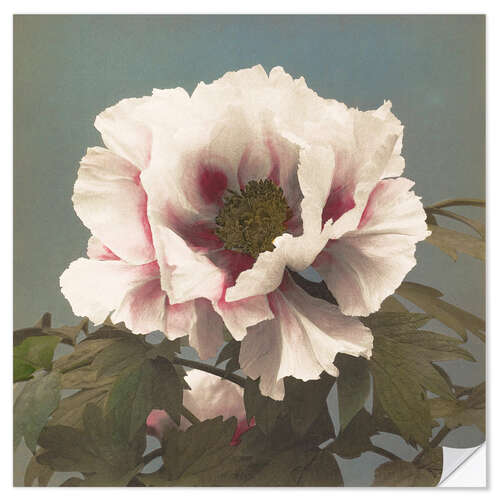 Autocolante decorativo Poppy