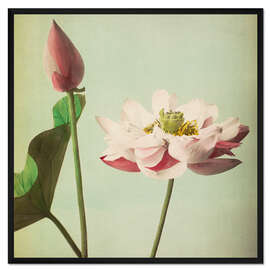 Gerahmter Kunstdruck Lotus - Ogawa Kazumasa
