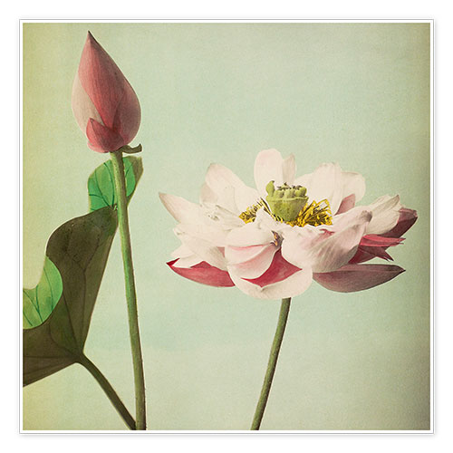 Poster lotus