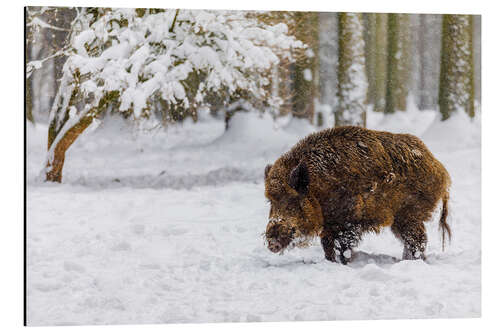 Alubild Wildschwein im Schnee