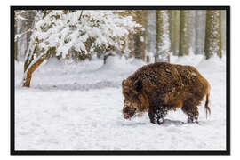 Gerahmter Kunstdruck Wildschwein im Schnee
