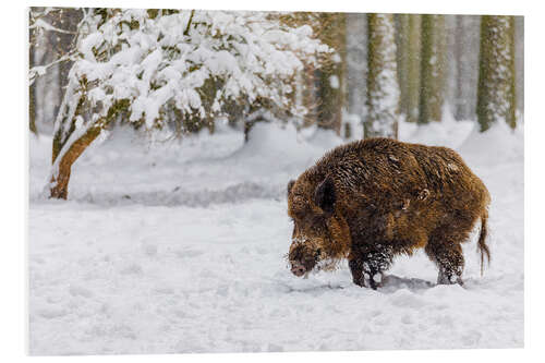 Stampa su PVC Boar in the snow