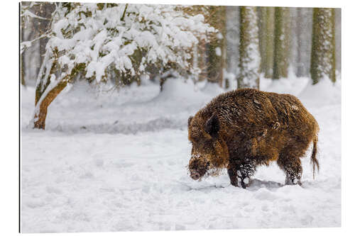 Gallery Print Wildschwein im Schnee