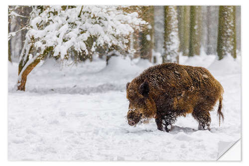 Wandsticker Wildschwein im Schnee