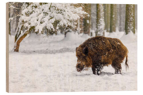 Wood print Boar in the snow