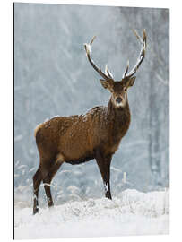 Magnettafel Dezember-Romanze