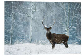 Foam board print Silent moment in the wild snowdrift