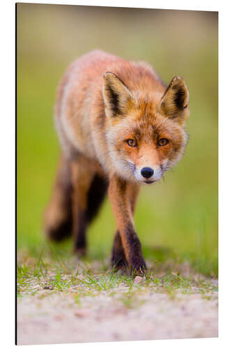 Aluminiumtavla red fox