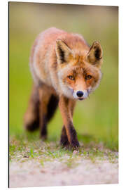 Stampa su alluminio red fox