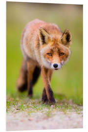 Foam board print red fox